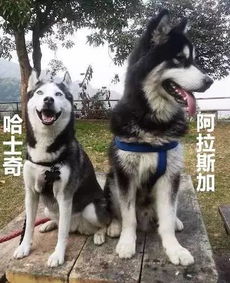 阿拉斯加,其实也是个大逗比