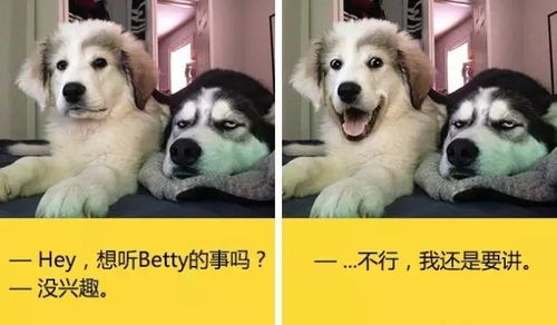 汪星人个个都是表情帝
