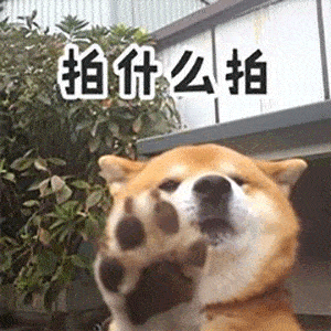 微信搞笑动态表情图片拍一拍