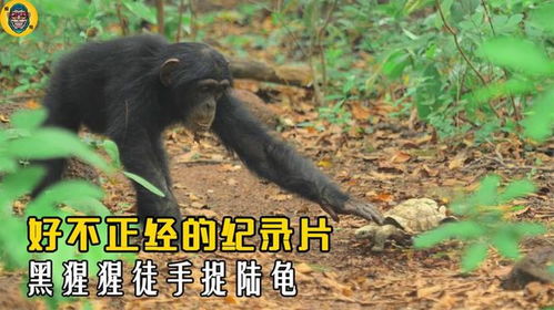 好搞笑的表情包猩猩