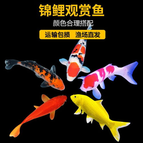 价格品牌推荐怎么样