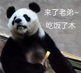 最近戏精熊猫表情包火了别理我,让我一个熊安静一会儿