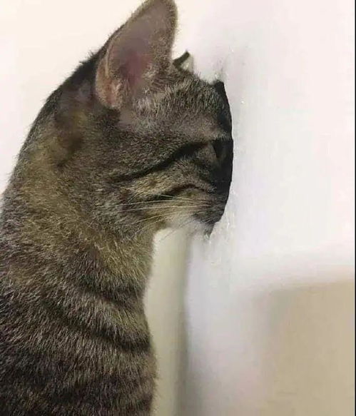 卡通猫的头像狸花猫