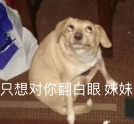 搞笑狗子表情包撩到你了吗,妹妹