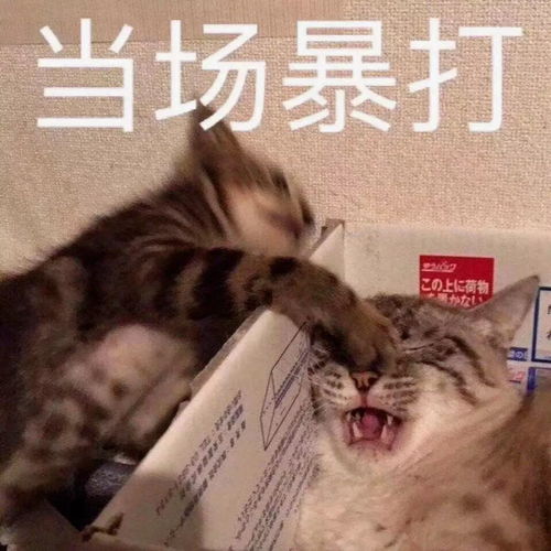 你们要的搞笑表情包来啦