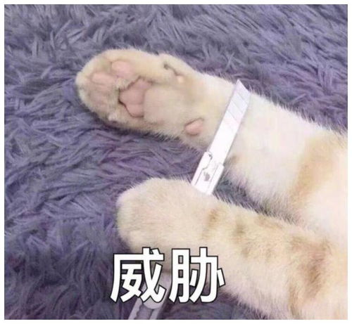 经典搞笑表情包忍俊不禁