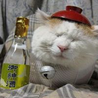 猫喝醉了的卡通图片喝醉的猫头像微信头像图片大全