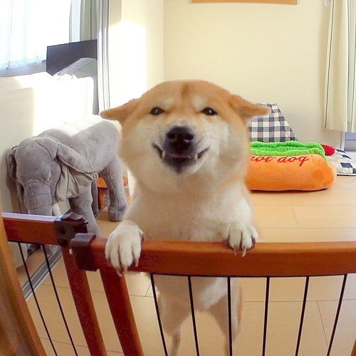 家里母柴犬生小柴该怎么接生有什么注意事项