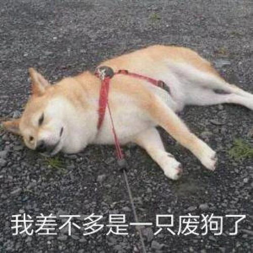 表情包大作战
