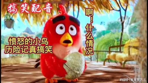 搞笑配音愤怒的小鸟历险记,看完真搞笑