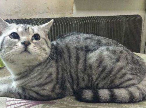 男子回家后,竟看见老婆枕着猫咪睡着了,再一看猫的表情立刻笑喷