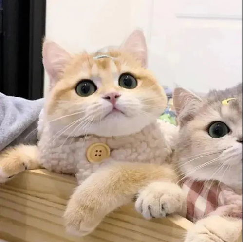 情侣头像超可爱的猫猫情头