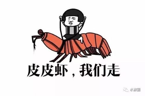 表情我还真不知道,皮皮虾原来这么皮螳螂表情