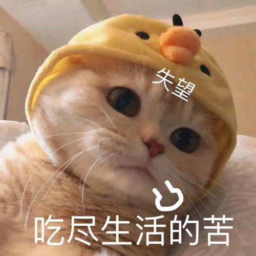 表情包禁止涩图