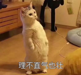 壁纸头像超可爱搞笑猫咪表情包