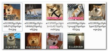 你说我胖试试表情包你说我胖试试柴犬搞笑表情最新正式版软件下载