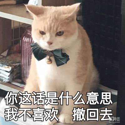 可爱猫咪表情包斗图专用超可爱猫咪表情包