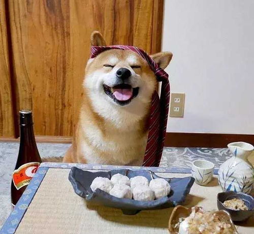 爱笑的狗狗运气不会差柴犬每天都咧嘴笑,最后连宠主都受了影响