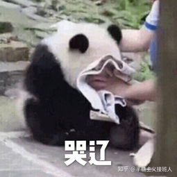 沙雕表情包的快乐时光