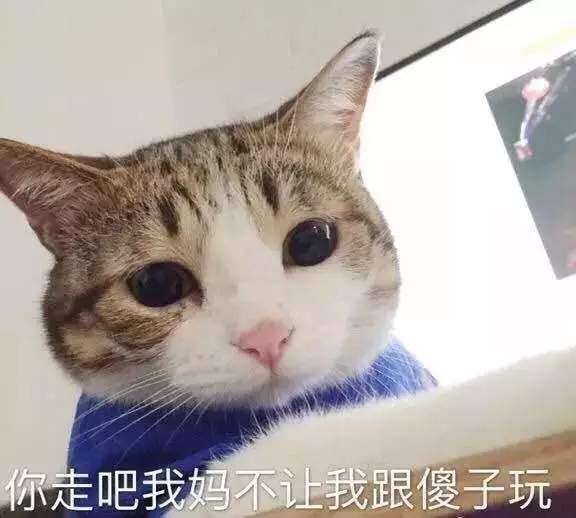 猫咪搞怪高清表情包