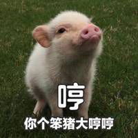笨猪表情包搞笑图片