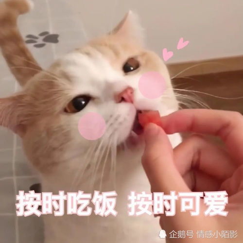 猫咪表情包谁在呼唤本可爱