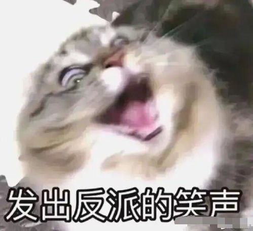 猫咪表情包,喜欢猫猫的来收图啦,可爱中还带着搞笑