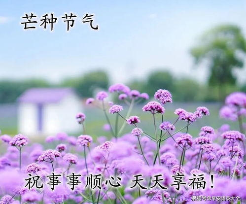 2021年6月5日芒种清晨早安问候语图片带字好看的芒种朋友圈早上好图片精选