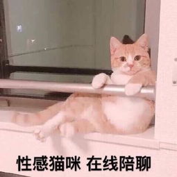 今日份搞笑表情包18张鸡就是鸡,五颜六色还是鸡