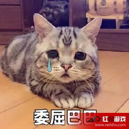委屈巴巴猫表情包图片有个很委屈的委屈巴巴猫表情包