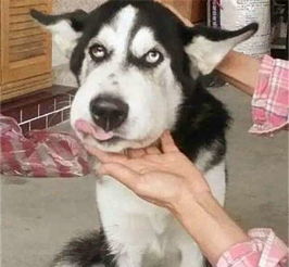 当狗狗们被马蜂蛰了以后,人家才不是胖头狗,不许笑