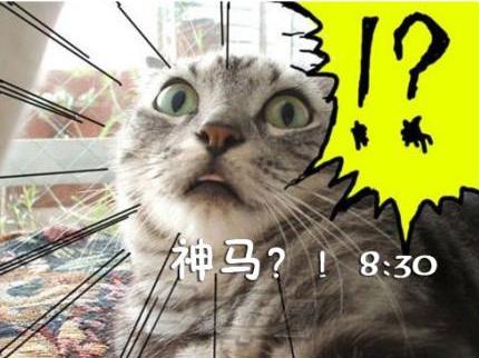 猫咪搞笑屌丝表情演绎上班族的一天