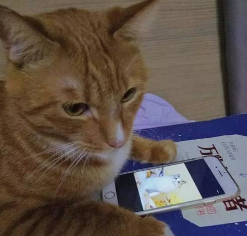 猫咪见过一次朋友家的母猫回到家就郁郁寡欢在主人手机上看到母猫照片直接开