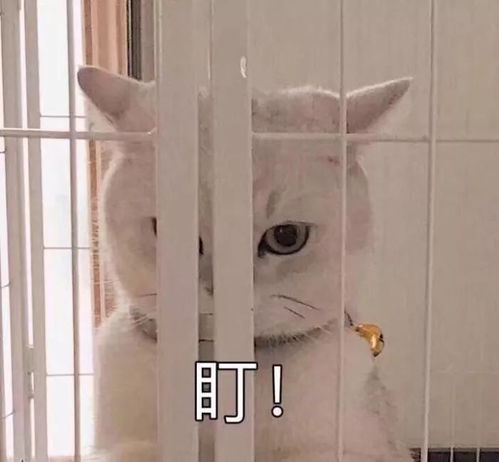 壁纸头像超可爱搞笑猫咪表情包