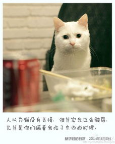 有知道这个猫咪是什么品种的,价格是多少的吗谢谢亲们