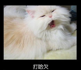 宠物囧图搞笑的宠物表情大全
