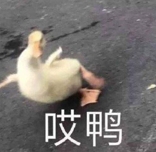 表情包图片搞笑沙雕鸭鸭