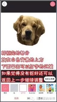 如何用自家狗狗做微信表情包