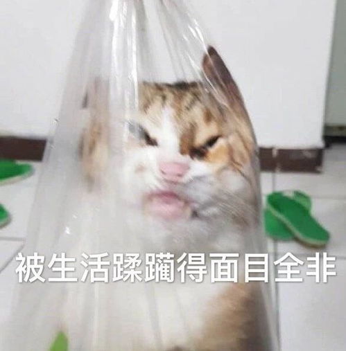 可爱表情包图片好搞笑大全