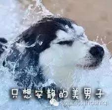 这些老虎一定是被哈士奇养大的