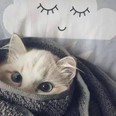 超萌宠物头像