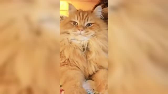 猫咪趴在床上,表情真搞笑
