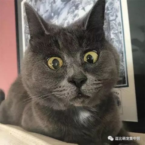 一脸惊讶的喵星人,好有趣啊