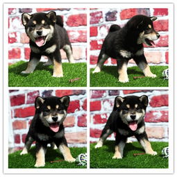图哪里有巨萌表情包柴犬出售全国包邮送大礼包黄冈宠物狗黄冈列表网