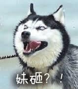 哈士奇表情包二哈搞笑