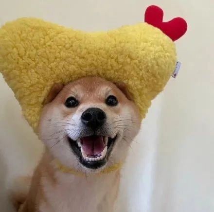 柴犬柯基二哈头像