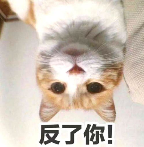 女子下班刚到家,猫咪就在门口大骂,她仔细一想瞬间不淡定了