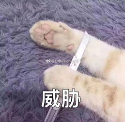 目前你听过最搞笑的段子是什么