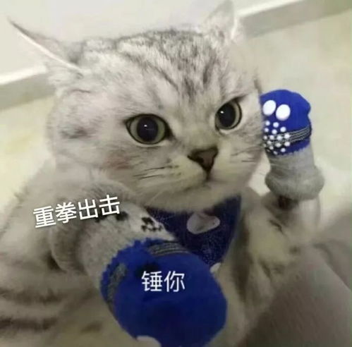 猫咪表情包合集两眼一闭,当你放屁养猫