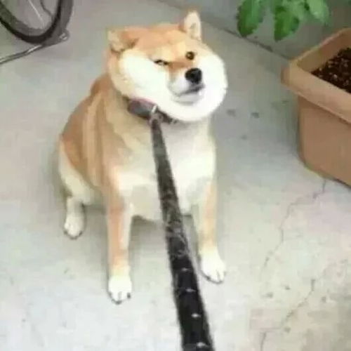 有个情侣头像一个动漫女孩拉着一个柴犬